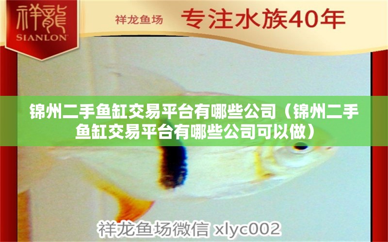 錦州二手魚缸交易平臺有哪些公司（錦州二手魚缸交易平臺有哪些公司可以做） 皇冠黑白魟魚