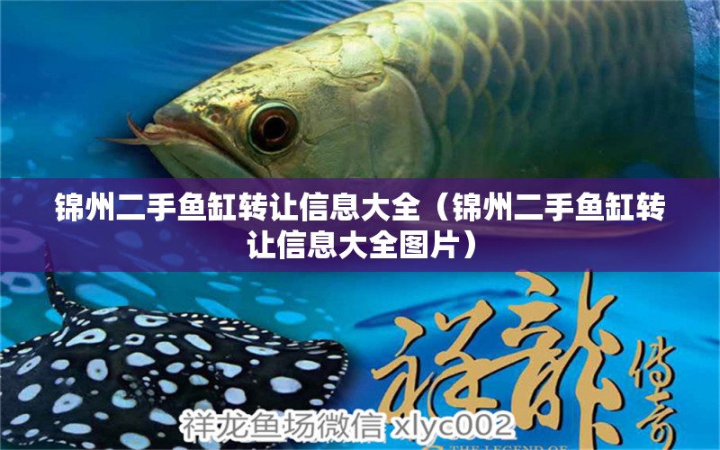 錦州二手魚缸轉(zhuǎn)讓信息大全（錦州二手魚缸轉(zhuǎn)讓信息大全圖片） 巴卡雷龍魚