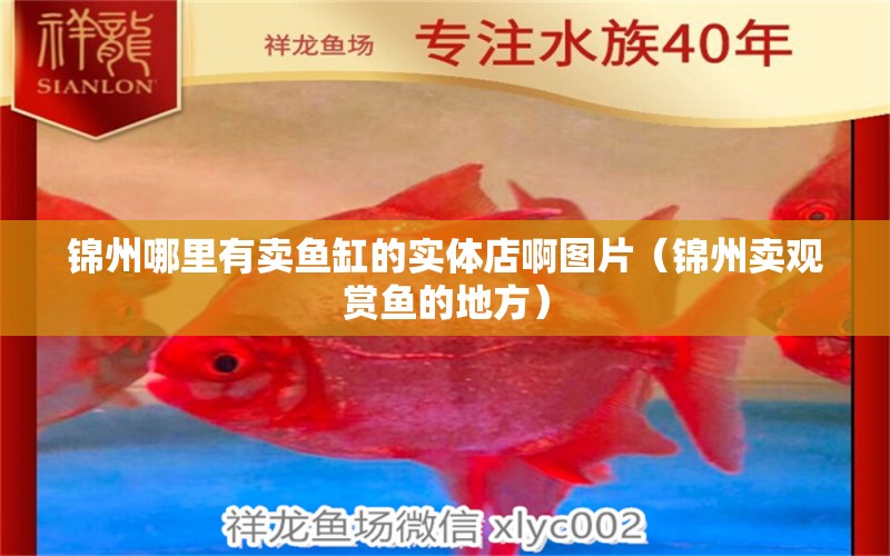 錦州哪里有賣魚缸的實(shí)體店啊圖片（錦州賣觀賞魚的地方） 蝴蝶鯉魚苗 第1張