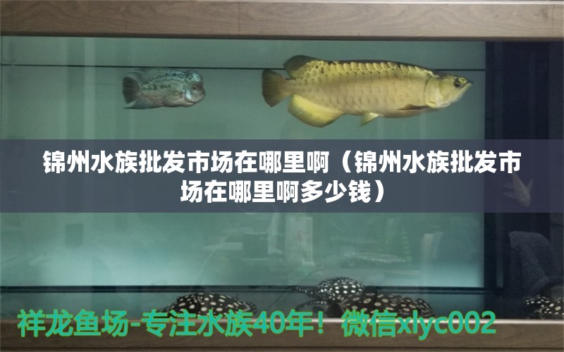 錦州水族批發(fā)市場在哪里?。ㄥ\州水族批發(fā)市場在哪里啊多少錢）