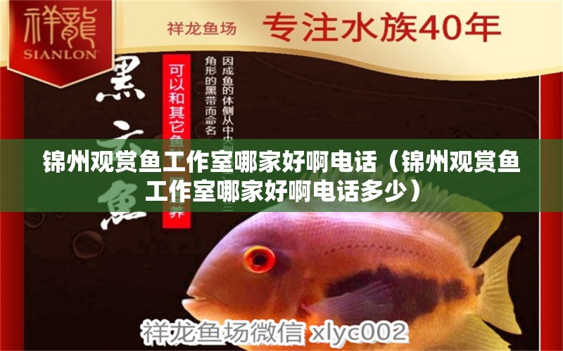 錦州觀賞魚(yú)工作室哪家好啊電話（錦州觀賞魚(yú)工作室哪家好啊電話多少） 祥龍水族醫(yī)院