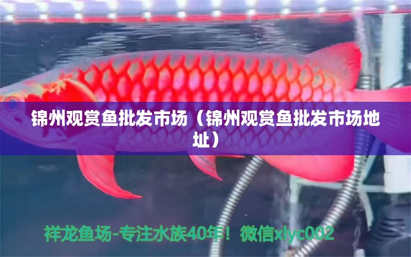 錦州觀賞魚批發(fā)市場（錦州觀賞魚批發(fā)市場地址）