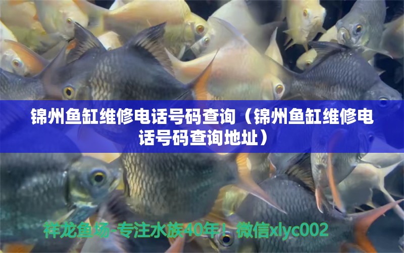 錦州魚(yú)缸維修電話(huà)號(hào)碼查詢(xún)（錦州魚(yú)缸維修電話(huà)號(hào)碼查詢(xún)地址）