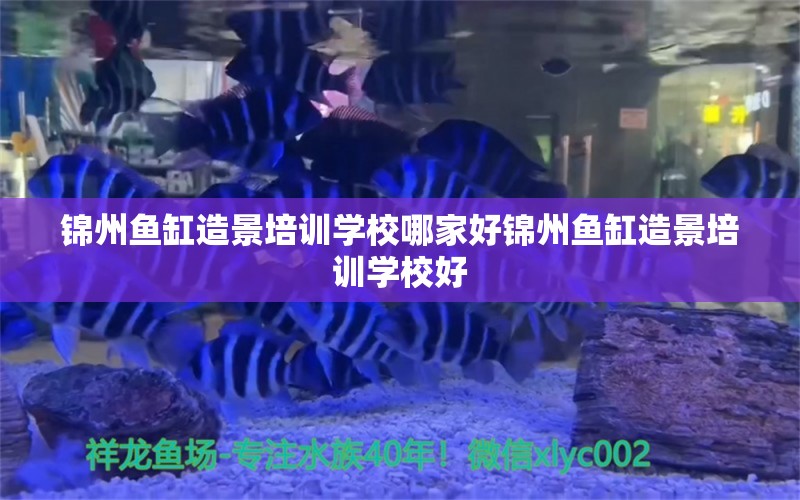 錦州魚缸造景培訓學校哪家好錦州魚缸造景培訓學校好 帝王迷宮