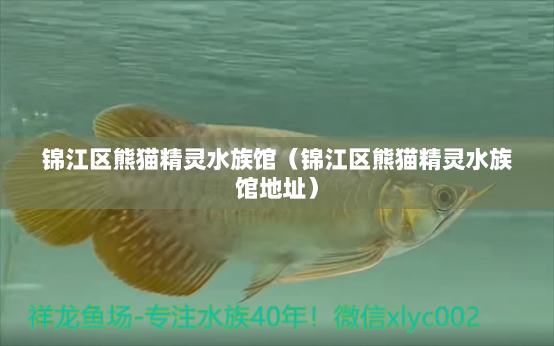 錦江區(qū)熊貓精靈水族館（錦江區(qū)熊貓精靈水族館地址） 全國(guó)水族館企業(yè)名錄