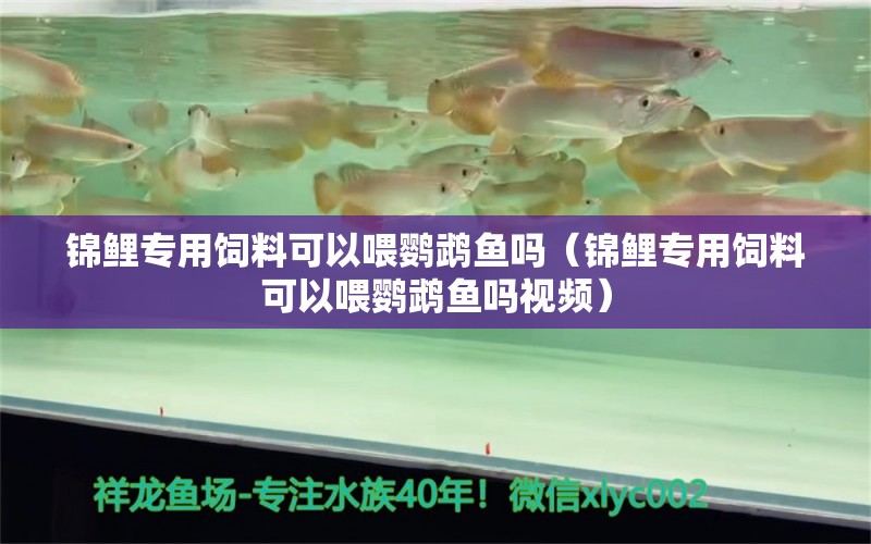 錦鯉專用飼料可以喂鸚鵡魚嗎（錦鯉專用飼料可以喂鸚鵡魚嗎視頻）