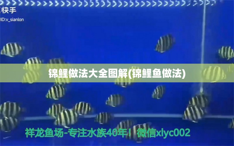 錦鯉做法大全圖解(錦鯉魚做法)