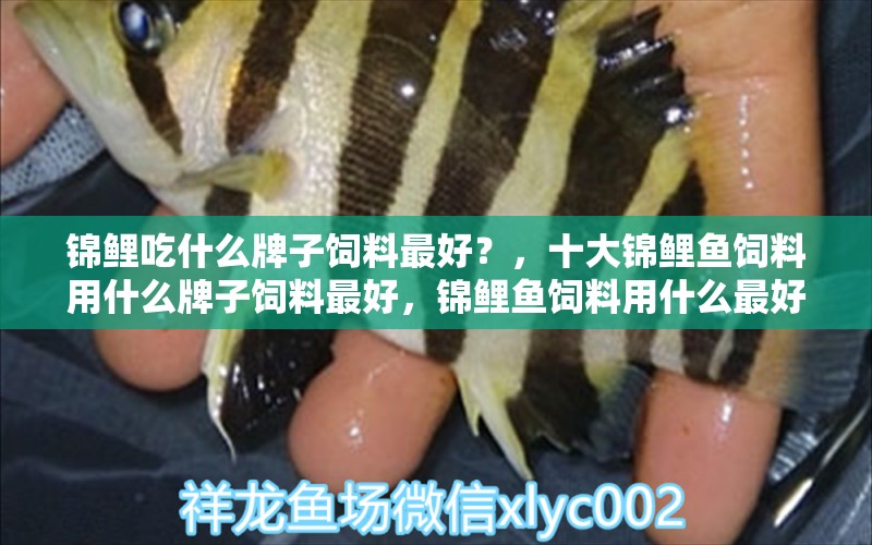 錦鯉吃什么牌子飼料最好？，十大錦鯉魚飼料用什么牌子飼料最好，錦鯉魚飼料用什么最好 紅白錦鯉魚 第1張