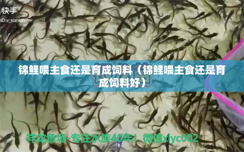 錦鯉喂主食還是育成飼料（錦鯉喂主食還是育成飼料好）