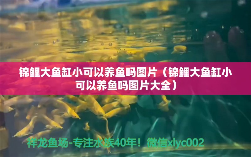 錦鯉大魚缸小可以養(yǎng)魚嗎圖片（錦鯉大魚缸小可以養(yǎng)魚嗎圖片大全）