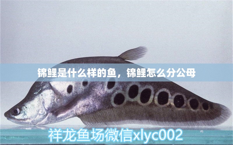 錦鯉是什么樣的魚，錦鯉怎么分公母 觀賞魚