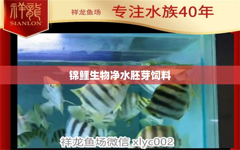 錦鯉生物凈水胚芽飼料 廣州水族器材濾材批發(fā)市場(chǎng)