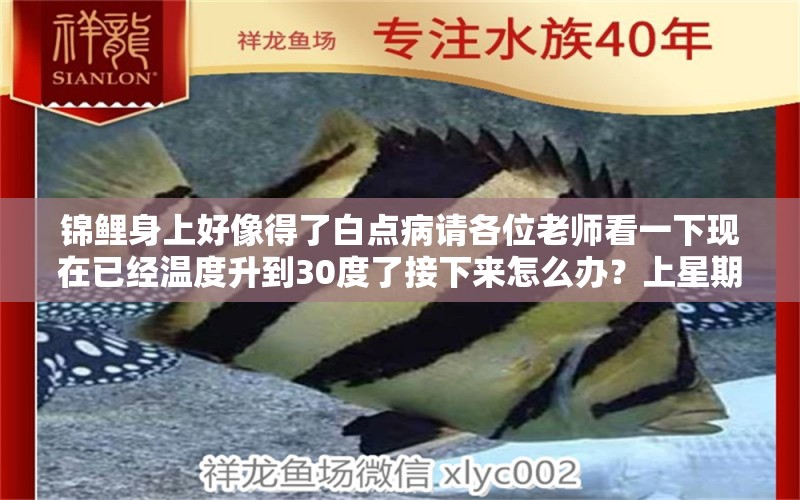 錦鯉身上好像得了白點病請各位老師看一下現在已經溫度升到30度了接下來怎么辦？上星期新進一條 龍魚疾病與治療