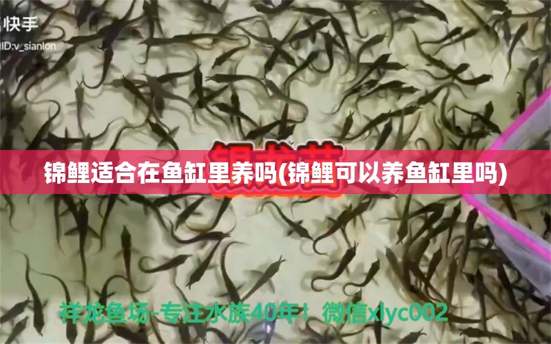 錦鯉適合在魚缸里養(yǎng)嗎(錦鯉可以養(yǎng)魚缸里嗎) 蘇虎苗（蘇門答臘虎魚苗）