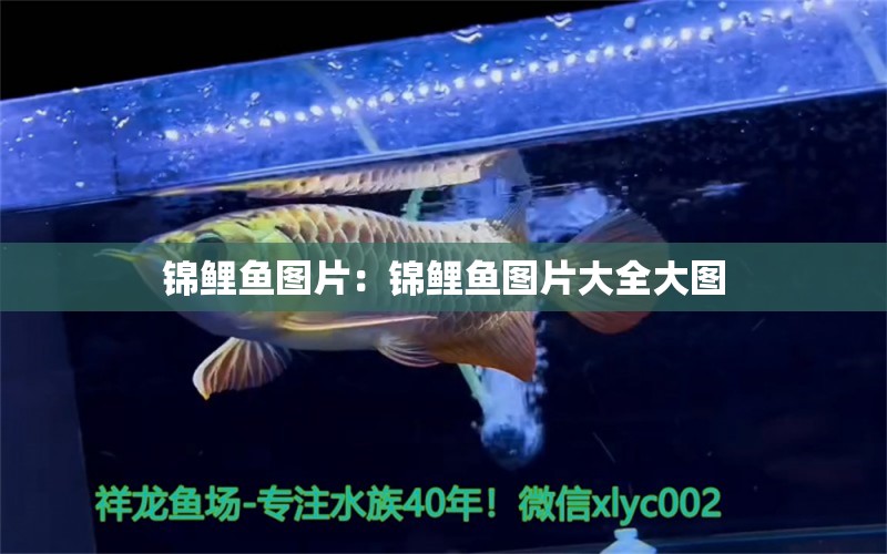 錦鯉魚圖片：錦鯉魚圖片大全大圖