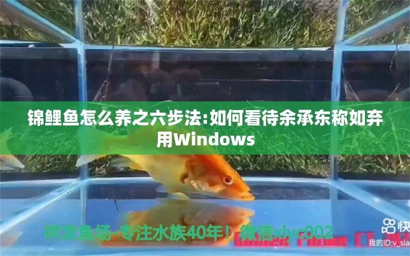 錦鯉魚怎么養(yǎng)之六步法:如何看待余承東稱如棄用Windows