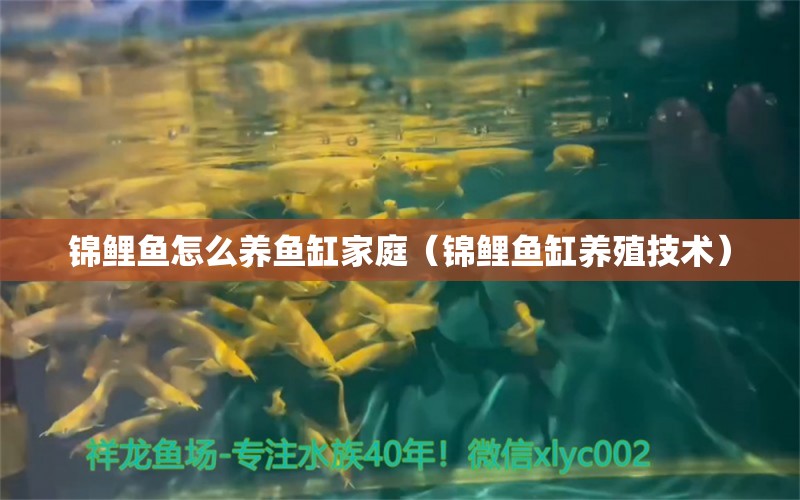 錦鯉魚怎么養(yǎng)魚缸家庭（錦鯉魚缸養(yǎng)殖技術(shù)）