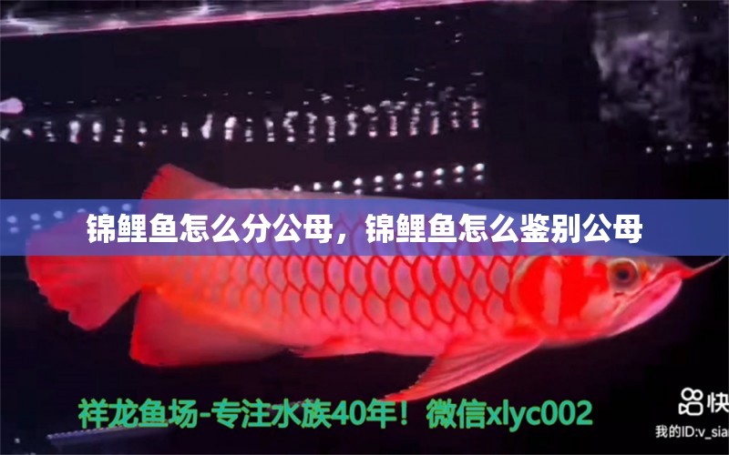 錦鯉魚怎么分公母，錦鯉魚怎么鑒別公母