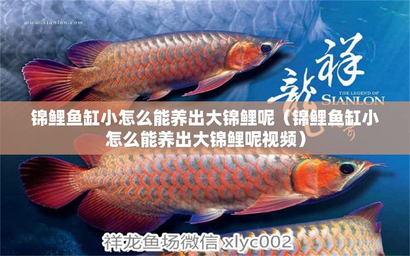 錦鯉魚缸小怎么能養(yǎng)出大錦鯉呢（錦鯉魚缸小怎么能養(yǎng)出大錦鯉呢視頻） 魟魚百科