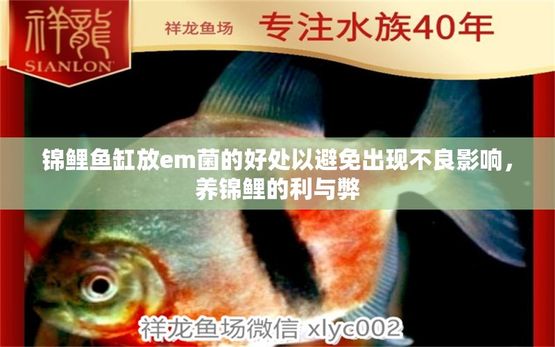 錦鯉魚缸放em菌的好處以避免出現(xiàn)不良影響，養(yǎng)錦鯉的利與弊