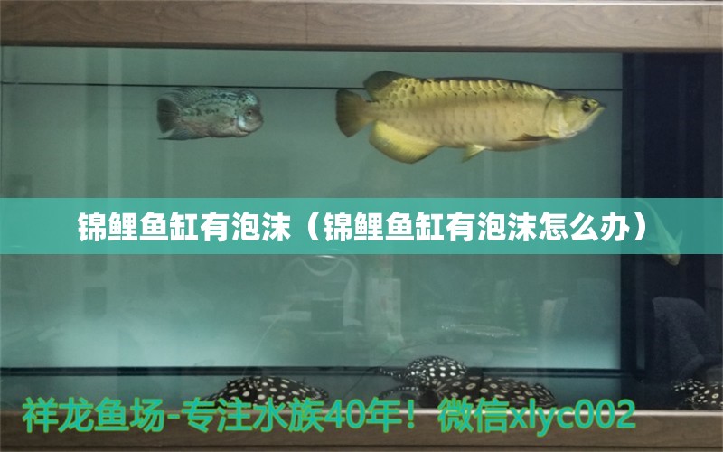 錦鯉魚缸有泡沫（錦鯉魚缸有泡沫怎么辦）