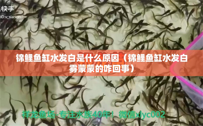 錦鯉魚缸水發(fā)白是什么原因（錦鯉魚缸水發(fā)白霧蒙蒙的咋回事） 觀賞魚 第1張