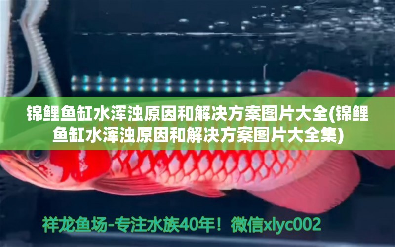 錦鯉魚(yú)缸水渾濁原因和解決方案圖片大全(錦鯉魚(yú)缸水渾濁原因和解決方案圖片大全集)