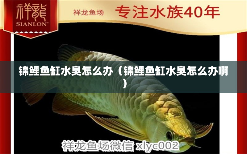 錦鯉魚缸水臭怎么辦（錦鯉魚缸水臭怎么辦?。? title=