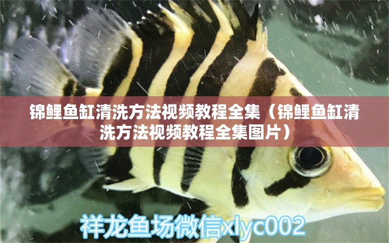 錦鯉魚缸清洗方法視頻教程全集（錦鯉魚缸清洗方法視頻教程全集圖片） 觀賞魚市場（混養(yǎng)魚）