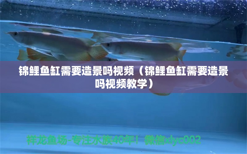 錦鯉魚缸需要造景嗎視頻（錦鯉魚缸需要造景嗎視頻教學）