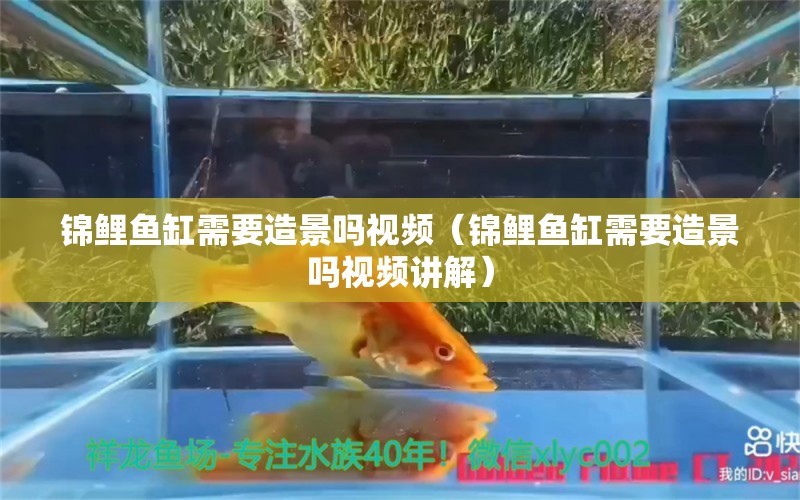 錦鯉魚缸需要造景嗎視頻（錦鯉魚缸需要造景嗎視頻講解）