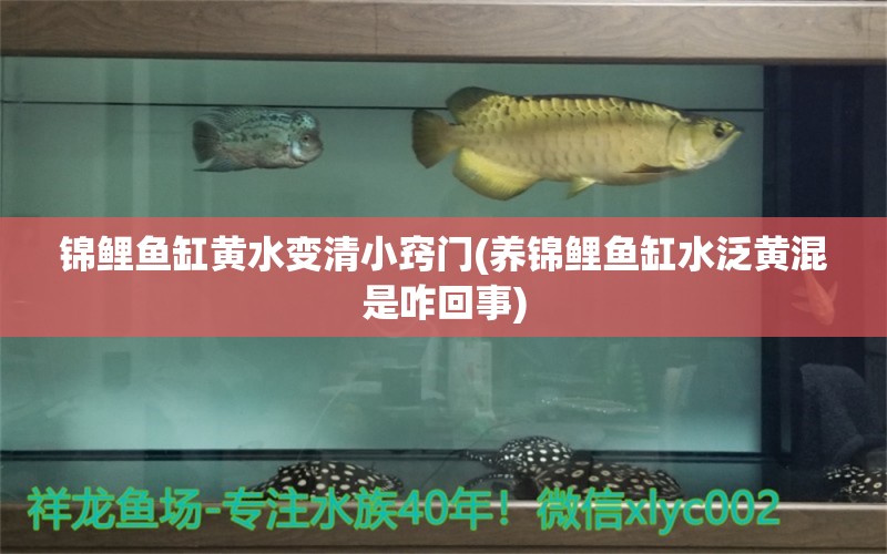 錦鯉魚缸黃水變清小竅門(養(yǎng)錦鯉魚缸水泛黃混是咋回事) 鸚鵡魚