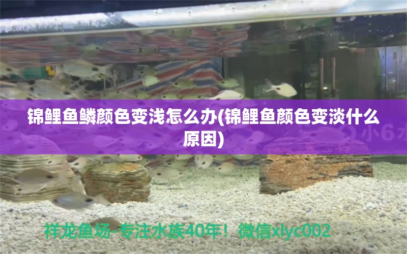 錦鯉魚鱗顏色變淺怎么辦(錦鯉魚顏色變淡什么原因) 黃寬帶蝴蝶魚