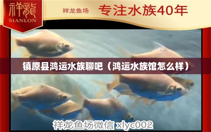 鎮(zhèn)原縣鴻運水族聊吧（鴻運水族館怎么樣）