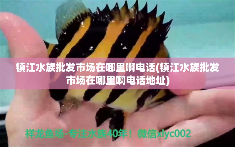 鎮(zhèn)江水族批發(fā)市場在哪里啊電話(鎮(zhèn)江水族批發(fā)市場在哪里啊電話地址) 觀賞魚水族批發(fā)市場