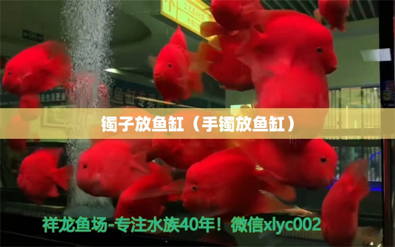 鐲子放魚缸（手鐲放魚缸） 量子養(yǎng)魚技術(shù)