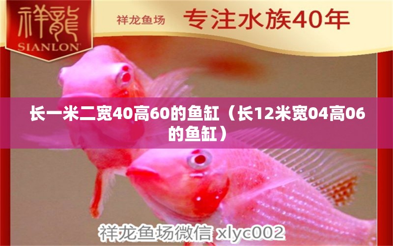 長一米二寬40高60的魚缸（長12米寬04高06的魚缸） 成吉思汗鯊（球鯊）魚