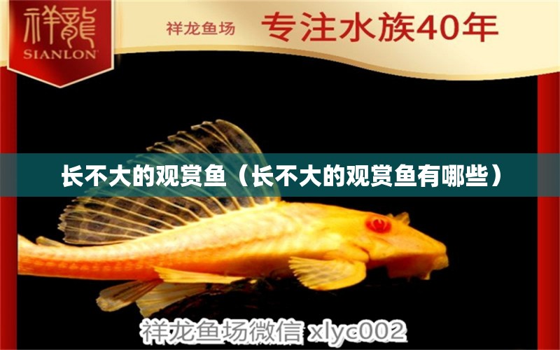 長不大的觀賞魚（長不大的觀賞魚有哪些）