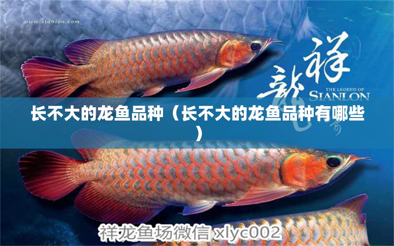 長不大的龍魚品種（長不大的龍魚品種有哪些）