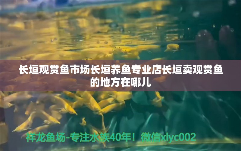 長垣觀賞魚市場長垣養(yǎng)魚專業(yè)店長垣賣觀賞魚的地方在哪兒