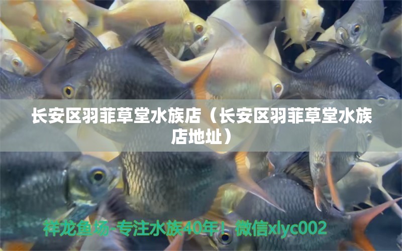 長安區(qū)羽菲草堂水族店（長安區(qū)羽菲草堂水族店地址） 全國水族館企業(yè)名錄