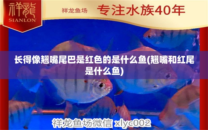 長得像翹嘴尾巴是紅色的是什么魚(翹嘴和紅尾是什么魚) 觀賞魚市場