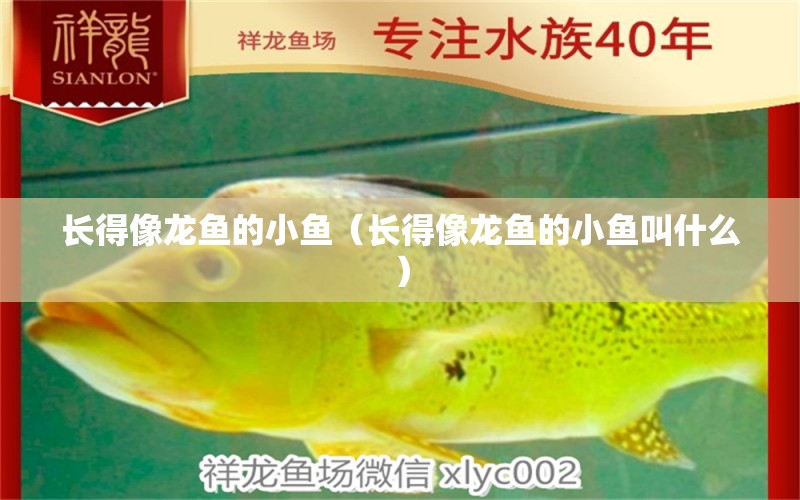 長得像龍魚的小魚（長得像龍魚的小魚叫什么） 廣州龍魚批發(fā)市場