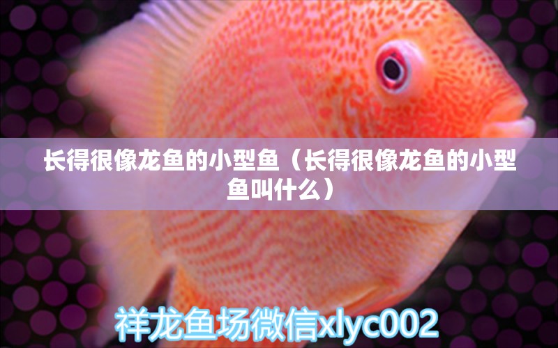 長(zhǎng)得很像龍魚(yú)的小型魚(yú)（長(zhǎng)得很像龍魚(yú)的小型魚(yú)叫什么）