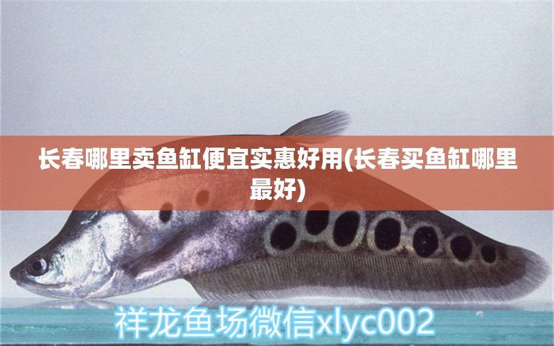 長春哪里賣魚缸便宜實惠好用(長春買魚缸哪里最好) 月光鴨嘴魚