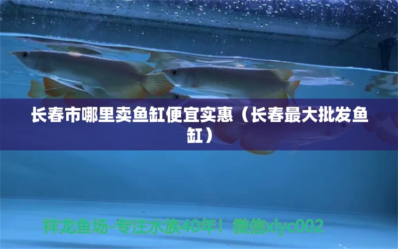 長(zhǎng)春市哪里賣魚缸便宜實(shí)惠（長(zhǎng)春最大批發(fā)魚缸） 印尼紅龍魚