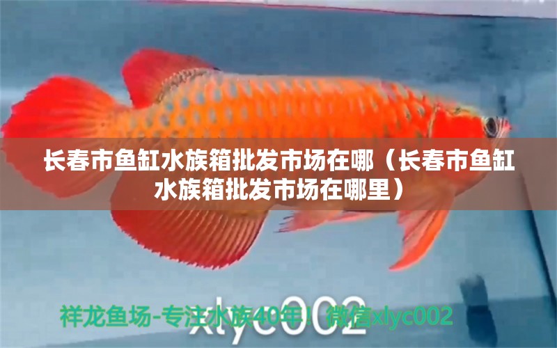 長(zhǎng)春市魚缸水族箱批發(fā)市場(chǎng)在哪（長(zhǎng)春市魚缸水族箱批發(fā)市場(chǎng)在哪里） 魚缸/水族箱