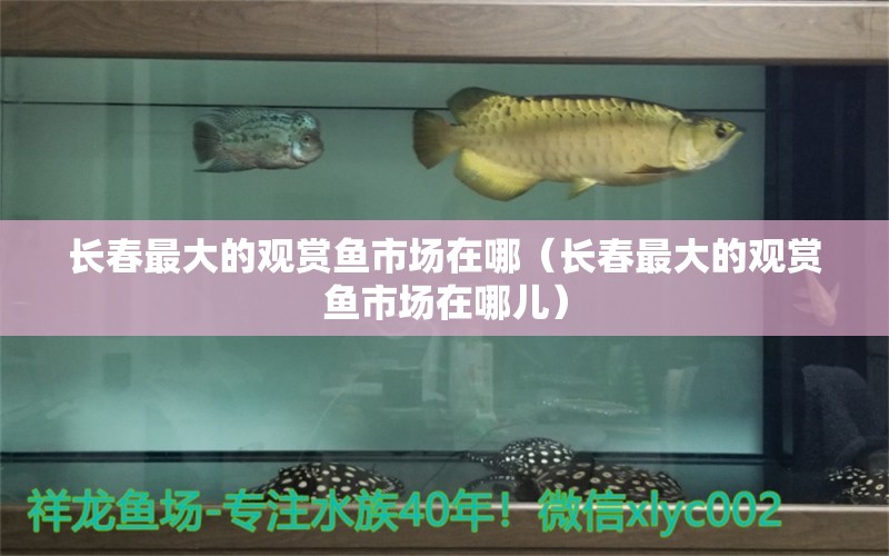 長(zhǎng)春最大的觀賞魚(yú)市場(chǎng)在哪（長(zhǎng)春最大的觀賞魚(yú)市場(chǎng)在哪兒）