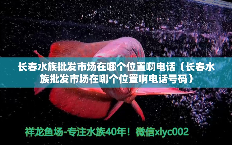 長春水族批發(fā)市場在哪個位置啊電話（長春水族批發(fā)市場在哪個位置啊電話號碼） 觀賞魚水族批發(fā)市場