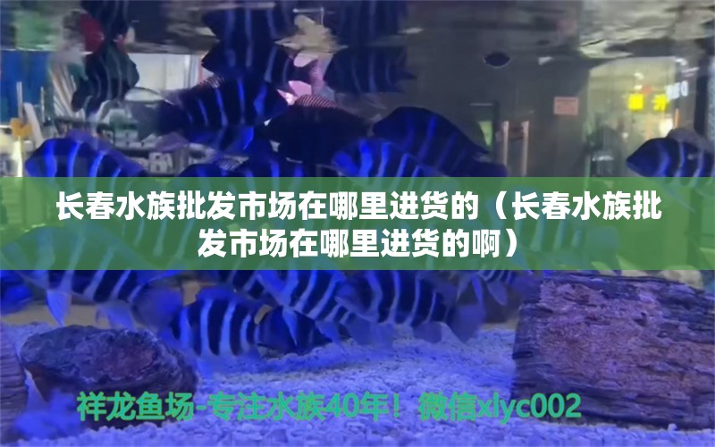 長(zhǎng)春水族批發(fā)市場(chǎng)在哪里進(jìn)貨的（長(zhǎng)春水族批發(fā)市場(chǎng)在哪里進(jìn)貨的?。?觀(guān)賞魚(yú)水族批發(fā)市場(chǎng)